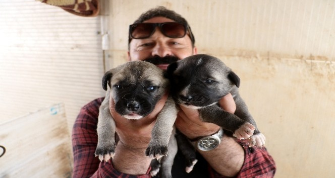 Yılın ilk Kangalları dünyaya gözlerini açtı