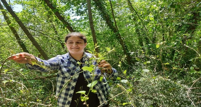 Vatandaşların melocan toplama zamanı başladı