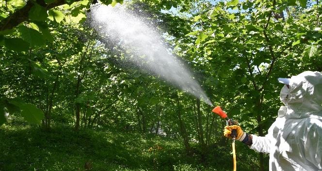 Fındık zararlıları ile mücadelede seferberlik