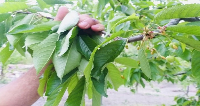 İhracatlık kiraz rekoltesinde düşüş beklentisi