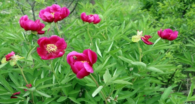 Sadece 15 gün ömrü olan cehrilik lalesi doğayı renklendirdi