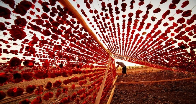 Antep dolmalık biber kurusu tescillendi