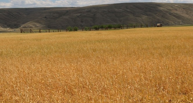 Çankırı’da tarlalar kuraklık sebebiyle erken hasat edilmeye başlandı