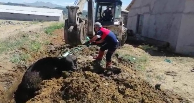 Çamura saplanan ineği itfaiye ekipleri kurtardı