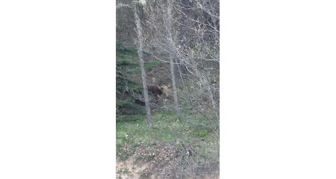 "Şu güzelliğe bak, ben seni yerim” dediği ayı dönüp poz verdi