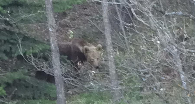 'Şu güzelliğe bak, ben seni yerim' dediği ayı dönüp poz verdi