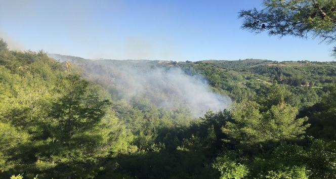 Osmaniye’de orman yangını