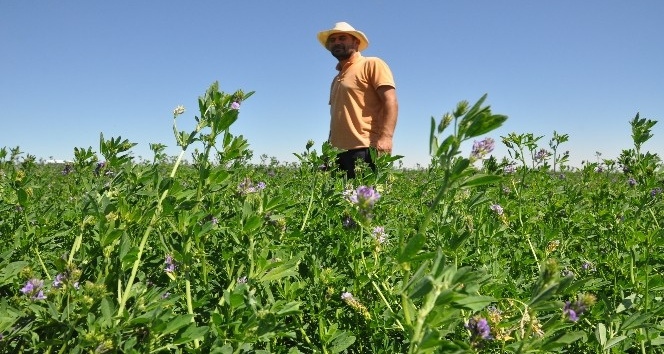 Mardin’de buğday ve mısır yerine yonca eken çiftçinin yüzü güldü