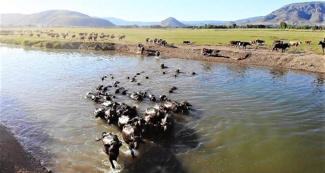 Afrika değil Tokat, bu görüntüler belgeselleri aratmadı