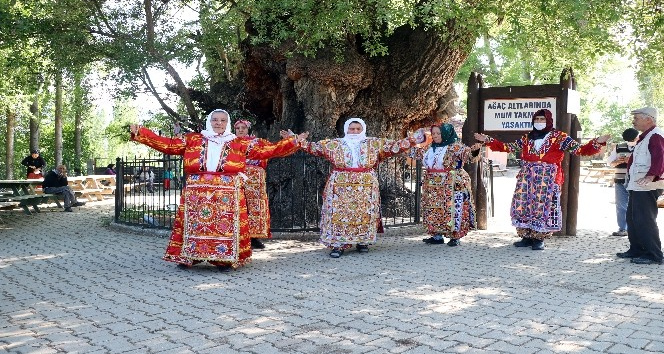 20 metre boyundaki asırlık ulu kavak ağacı, heybetli görüntüsü ile dikkat çekiyor