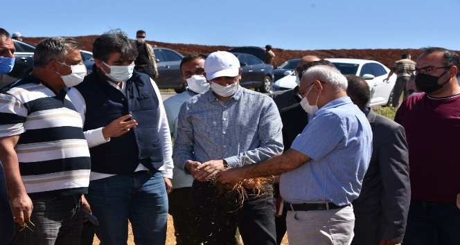 Vali Sezer, kuraklıkta zarar gören hububat ekili alanlarda incelemelerde bulundu