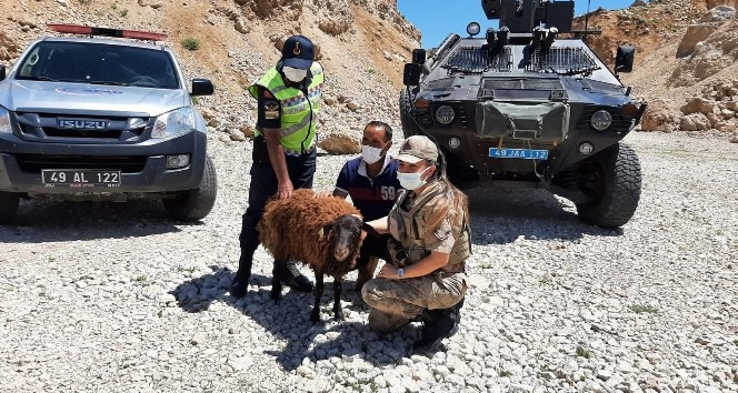 AFAD ve jandarma ekipleri, dağda mahsur kalan koyun için seferber oldu
