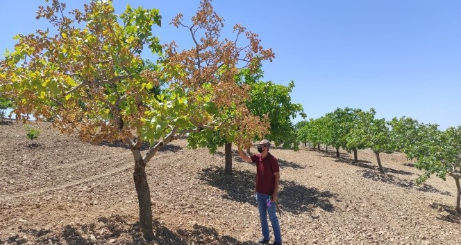 Antepfıstığında hastalık tehdidi