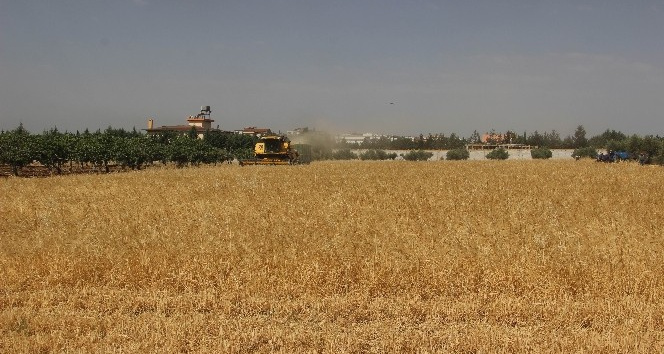 Hububatta düşük rekolte üreticiyi üzdü