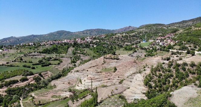 4 milyon meyve fidanı toprakla buluşuyor