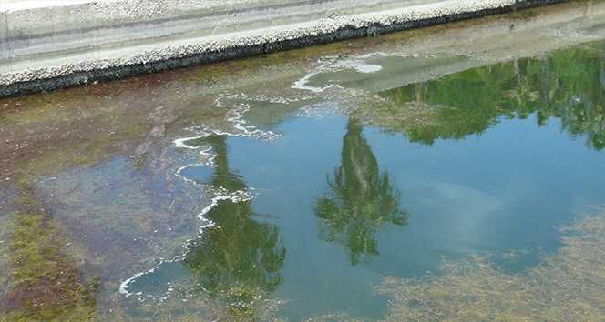 Dünyaca ünlü turizm merkezi Titreyengöl can çekişiyor, balıklar ölüyor