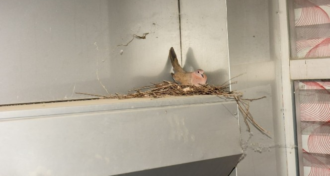 Kumru, aşevi kapısında yuva yaptı