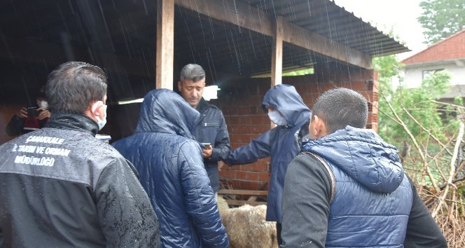 Biga’da 9 koyun yağmur sularına kapıldı