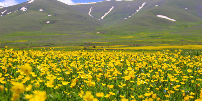 Baharın gelmesiyle Mayıs çiçekleri Erzurum’u sarıya bürüdü