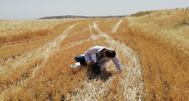 Hububat hasadı yapan biçer döverler denetlendi