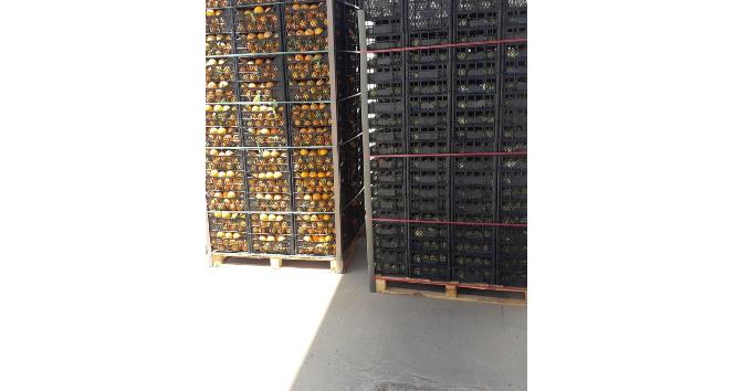 Sınır Kapsında meyve operasyonu