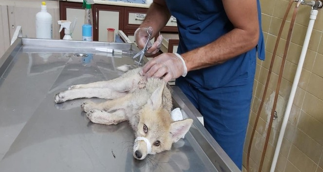 Iğdır’da yaralı halde bulunan yavru tilki tedavi altına alındı
