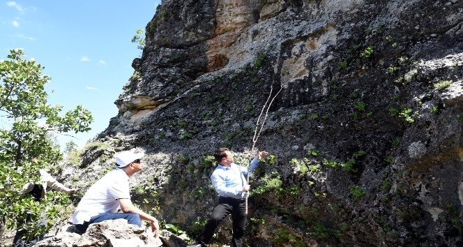Vali Çuhadar, Haydaran Kaya Kabartmalarını inceledi