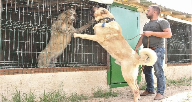 Sivas’ın ünlü Kangal köpeğini Karaman’da yetiştiriyor