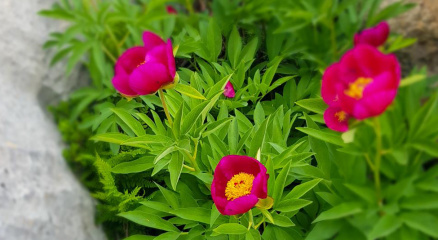 "Ayı gülü" çiçeğini koparmanın cezası 80 bin 465 lira