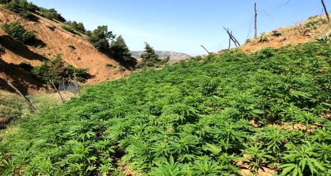 Bingöl’de uyuşturucuya darbe: 110 bin kök kenevir ve 19 kilo esrar ele geçirildi