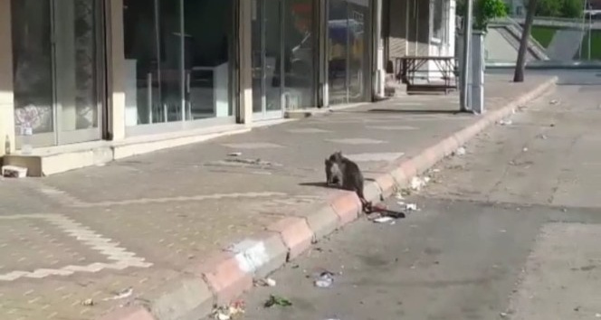 Kahramanmaraş’ta kedi kurtarma operasyonu