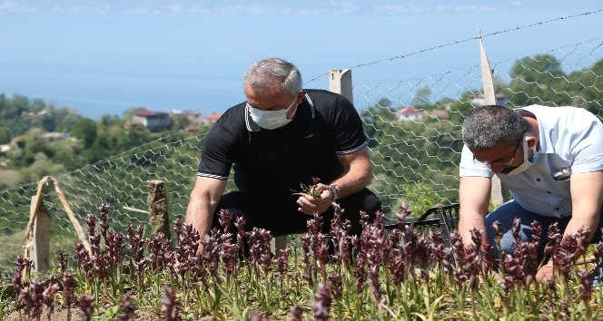 Ordu’da salep hasadı başladı