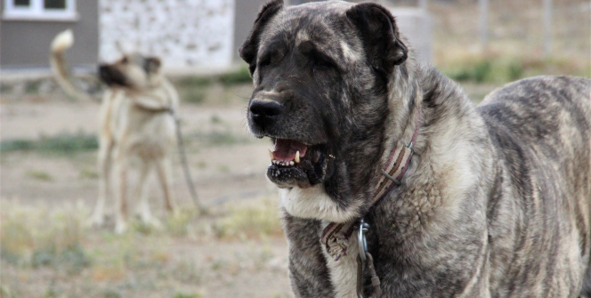 Sivas’ın ünlü kangal köpeğini Karaman’da yetiştiriyor