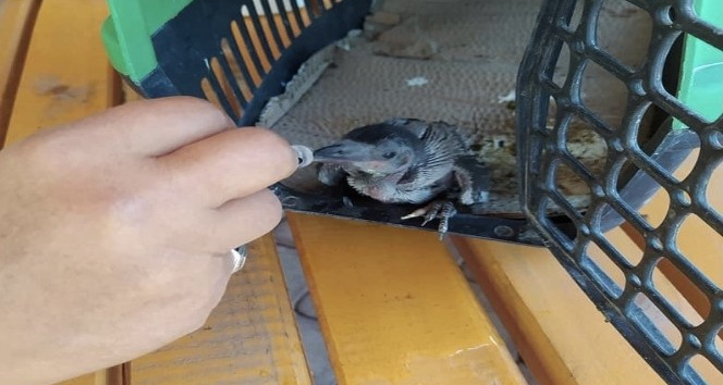 Yuvadan düşen karga yavrusu tedavi altına alındı