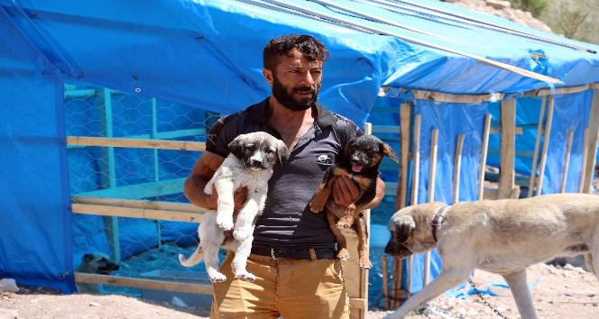 Sokak hayvanları için günlük 12 kilometre kat ediyor