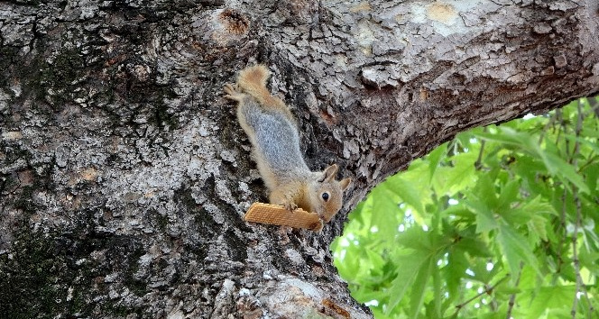 "Tonton" sincap öğretmenevinin maskotu oldu
