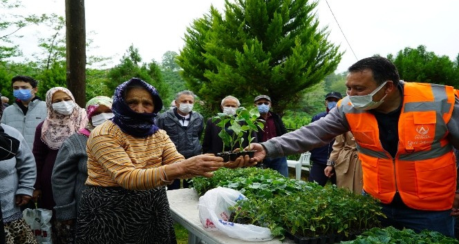 Altınordu Belediyesi’nden çiftçiye 52 bin adet fide desteği