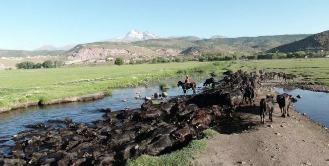 Erciyes dağının eteğinde manda, koyun ve yılkı atlarının görsel şovu