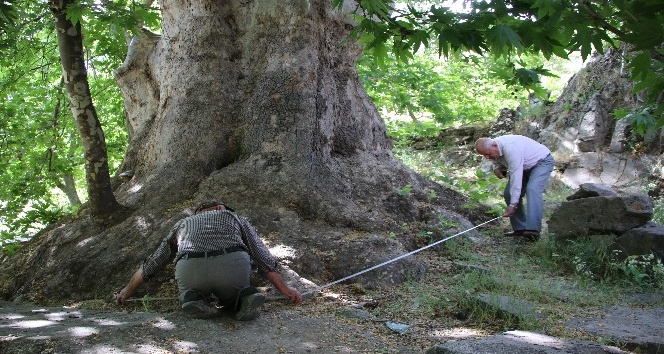 Tam bin yıllık çınar, 22 metre gövdeye sahip