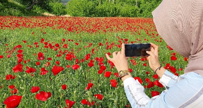Gelincik tarlası görenleri mest etti