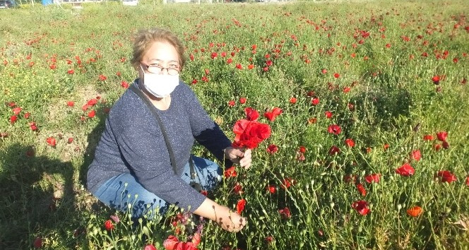 Burhaniye’de gelincik tarlası ilgi odağı oldu