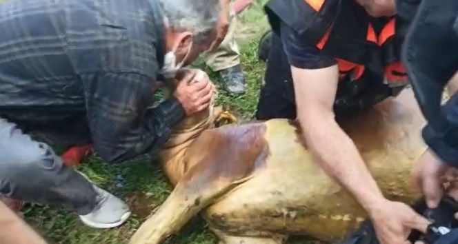 Dumandan etkilenen danaya hayat öpücüğü