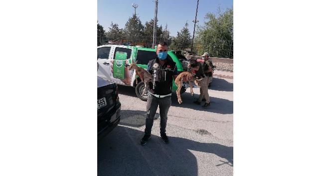 Polisin durdurduğu otomobilden ceylan yavruları çıktı
