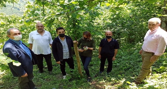 Yabani cevizler ekonomiye kazandırılıyor