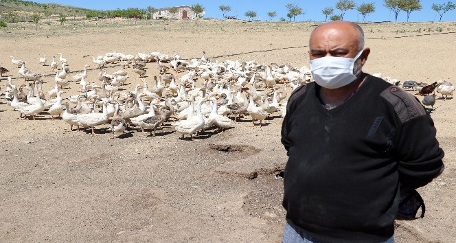 Polisliği bıraktı, köyünde kaz çiftliği kurdu