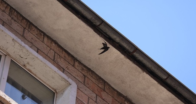 İpe takılan ebabil kuşu kurtarıldı