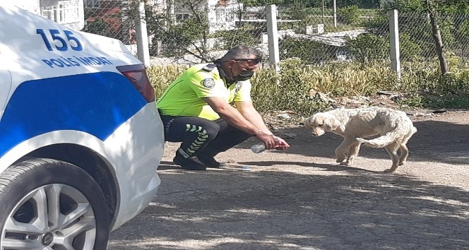 Polis, kendi suyunu sıcaktan bunalan köpeğe eliyle içirdi