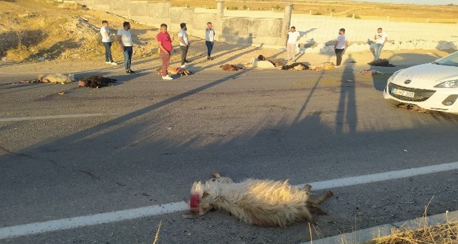 Seyir halindeki kamyonet koyun sürüsüne daldı, onlarca koyun telef oldu