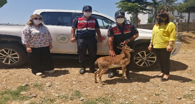 Jandarmadan dağ keçisine yardım eli