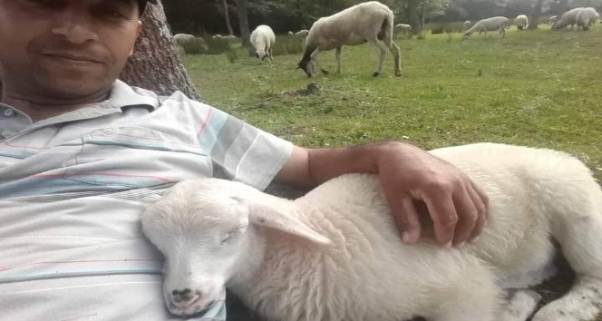 Çobanla kuzunun dostluğu: Sahibinin kucağında uyuyor